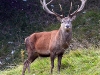 Cervus elaphus